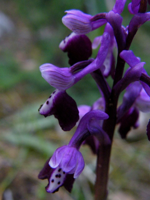 Passeggiate orchidologiche 2013